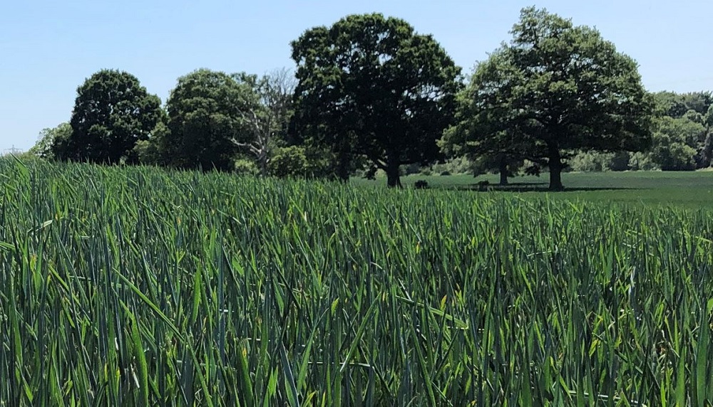 A field of wheat (near Leamington Spa)